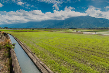 Fototapeta na wymiar Many tourists ride electric tricycles on the field roads.Landscape View Of Beautiful Rice Fields At Brown Avenue, Chishang, Taitung, Taiwan