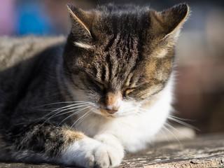 野良猫