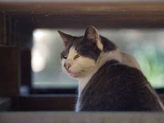 野良猫