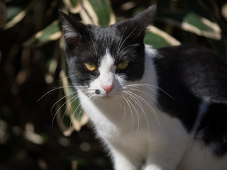 野良猫