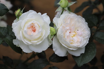 ボレロ（バラ）