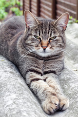 Tabby cat lying on a slate roof and resting