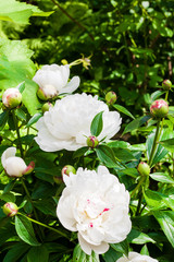 Obraz premium Close-up of white peony on green garden background