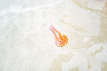 One single Jellyfish on sand Background stock photo