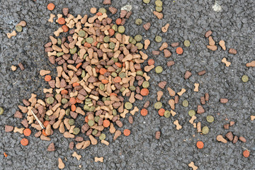dry dog meal on asphalt floor