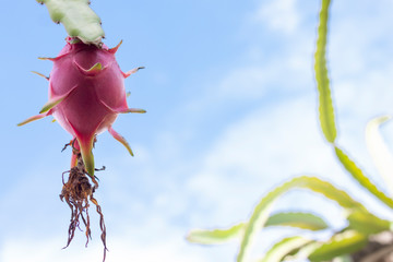 Fresh dragon fruit or Pitaya on the tree in the garden on blue sky background.