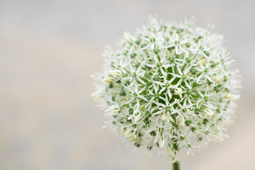 white allium against light background. Space for text