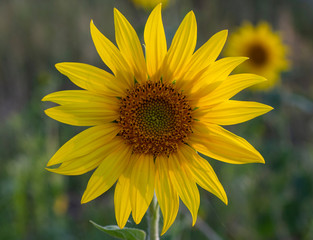 Young sunflower flower close up, soft focus