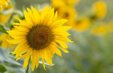 Fototapeta premium Young sunflower flower close up, soft focus