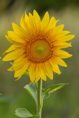 Young sunflower flower close up, soft focus