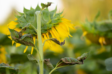 Young sunflower flower close up, soft focus