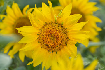 Young sunflower flower close up, soft focus