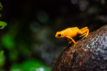 Red striped poison dart frog , ranitomeya amazonica. A poisonous small rainforest animal living in the Amazon rain forest in Peru.