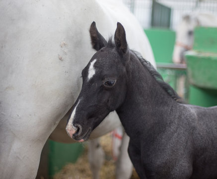 Lipizzaner foal with mother