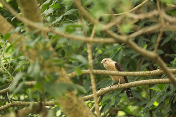 Sparrowhawk looking for prey while standing on a tree branch