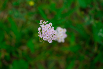 butterfly on flower