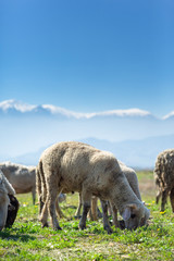 Sheeps are grazing front of Snowy high Bozdag mountain Izmir Turkey