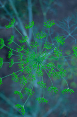 virus on black background