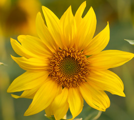 Obraz premium Young sunflower flower close up, soft focus