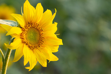 Young sunflower flower close up, soft focus