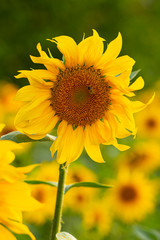 Young sunflower flower close up, soft focus