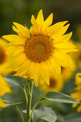 Obraz premium Young sunflower flower close up, soft focus