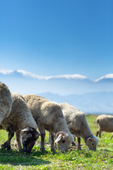 Obraz premium Sheeps are grazing front of Snowy high Bozdag mountain Izmir Turkey