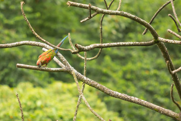 Scarlet Macaw profile while standing on tree branch