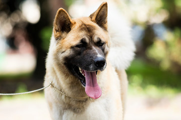 portrait of an American Akita dog on grass background