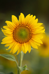 Obraz premium Young sunflower flower close up, soft focus