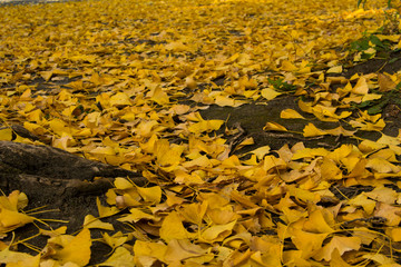 イチョウの落ち葉