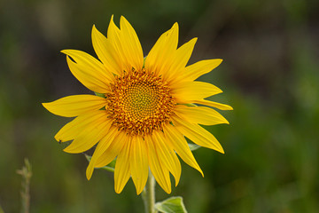 Young sunflower flower close up, soft focus
