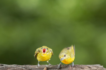 Female thick-billed euphonia chick asks mother bird to feed her.