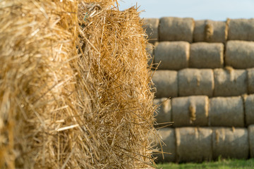 Hay barrels stacked in a field near animal farm