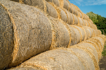 Hay barrels stacked in a field near animal farm