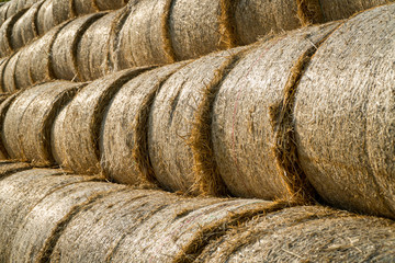 Hay barrels stacked in a field near animal farm