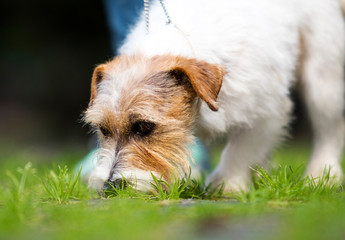 jack russell terrier dog on the grass