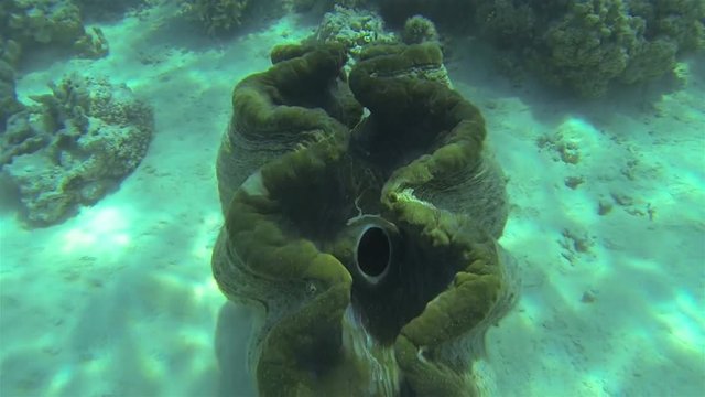 Giant Clam Close Up aka Tridacna Gigas In Underwater Pearl Farm. Giant Clams In Shallow Clear Blue Water In Tropical Lagoon In Aitutaki Coral Reef Cook Islands South Pacific Ocean Polynesia