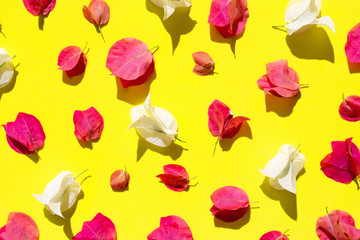 Beautiful red and white bougainvillea flower on yellow background.