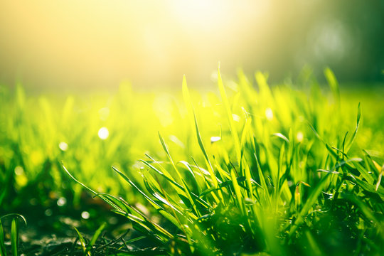 Green grass background with sun light