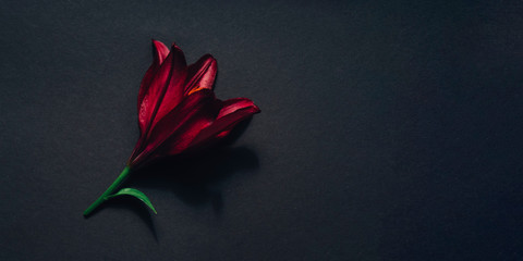 Red flower with contrasting shadows on dark gray flat lay background. Bright lily composition top view. Spring, summer flora. Petals on color table concept