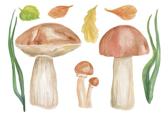 Hand drawn watercolor illustrations of mushrooms. Autumn collection. Forest set.