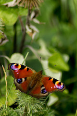 Obraz premium Peacock Butterfly