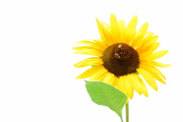 Sonnenblume vor weißen Hintergrund - isoliert und freigestellt