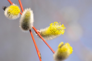 Obraz premium Nature