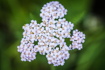 macro dettagliata di fiore ripreso sulle montagne delle dolomiti