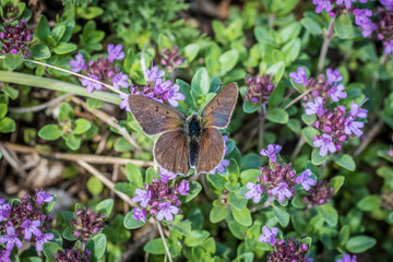 Farfalla marrone su fiori viola