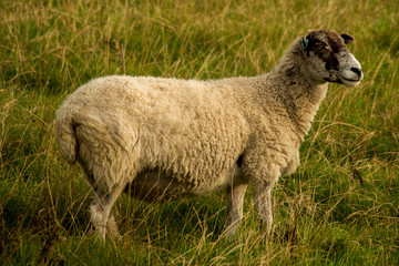 Fototapeta premium Sheep