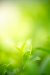 Nature of green leaf in garden at summer. Natural green leaves plants using as spring background cover page greenery environment ecology wallpaper