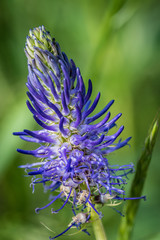 macro dettagliata di fiore ripreso sulle montagne delle dolomiti